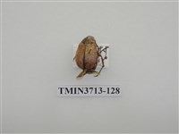 藏品(金龜子科)的圖片